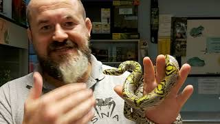 S'N'A Intermediate Series: Episode 20 - Mandarin Rat Snake (Euprepiophis mandarinus)