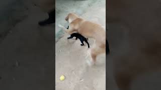 Smart Black Cat