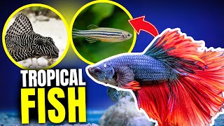 Here Are The 10 BEST Beginner Tropical Fish...