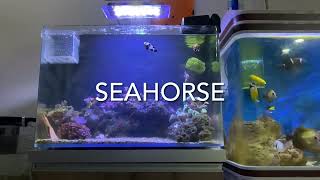 Cleaning my aquariums and unboxing seahorse / ep43