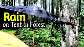 rain on Tent in forest | Rain Sounds for Sleeping