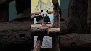 Ох уж эти панды!🐼 #music #панда #хорошеенастроение #музыкадлянастроения