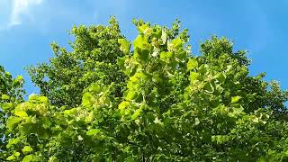 Foraging for Linden flower