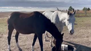 horses videos | horse farm | horse |horse riding | horse video | horse lover | horses|