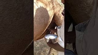 Beautiful 🐪camel 🐪milking in Thar 💖😘💖🙌🙌💫