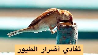 طرق سهله لتجنب حدوث أضرار  من الطيور علي النباتات