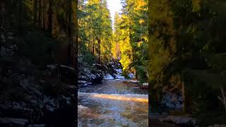 Forest and river, dark woodland aesthetic #nature #relaxingsounds #birdsongbliss