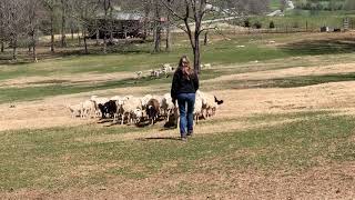 Sheep Herding at Kentucky Down Under Adventure Zoo