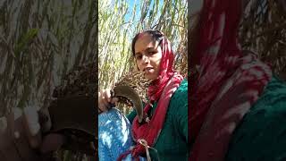 ghungora ki ghaan#viralsong# gdwalisong#youtube#shortvideo