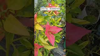 Wholesale Paper Flower Plant Market Kolkata Muchisha Nursery biggest plant Market