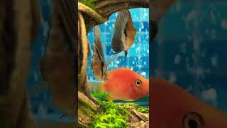 My lovely fishes/ underwater world #satisfying #fish #ikan