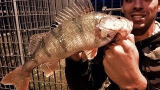 Spinning persico reale black bass !!! HD...Light Game Fishing...