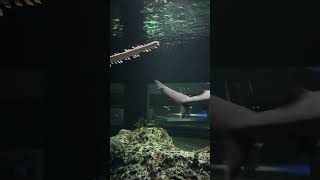 Sawfish