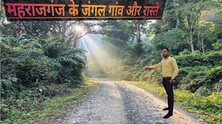 Maharajganj jangal me gawpalan farm | maharajganj jangal | महराजगंज जंगल के रहस्य maharajganj news🗞️