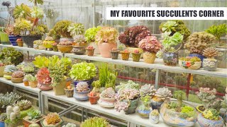 Renew My Favourite Succulents Corner ☀️ // Joy Garden Succulent