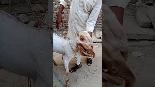 Bakra mandi 2024 latest prices of Bakra in Pakistan