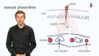 afweer deel 3: de tweede afweerlinie