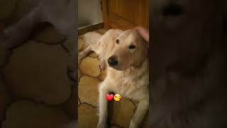 😘🐾 #shorts #dog #goldenretriever #cute #chill #monday #beautiful #animals #family #video #viral