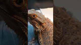 Adorable Bearded Dragon!