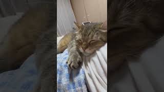 Для настроения #котики #cat #котвидео #кошкивидео #котэ