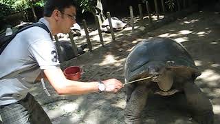 Tortoise/Turtle at Singapore zoo