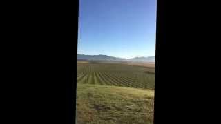 #SauvBlanc day morning Marlborough New Zealand #nzwine