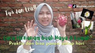 Tips Budidaya buah naga berbuah manis bisa panen setiap hari