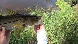 Freshwater Snook & Bass out of a Ditch in the woods + Bicycle fishing adventure.