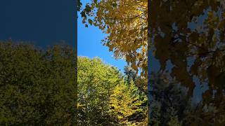 Beginning of autumn leaf colors in the forest