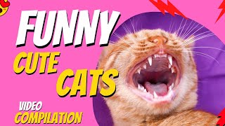 Funny cats 😻 Cute cats 😽 Compilation video 😸 Cats life - @pawbreed​