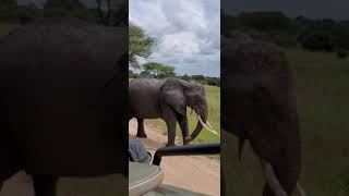 Tanzania - Tarangire National Park, Elephants crossing (16.01.2020)