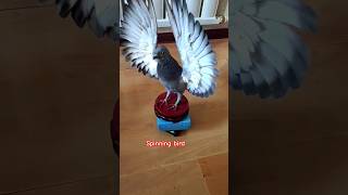 Pigeon trap | bird spinning #shorts #youtubeshorts