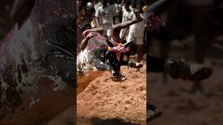 Jallikattu - Supreme Court Big decision on Tamil Nadu Case #shorts #upsc #ias #viral #india