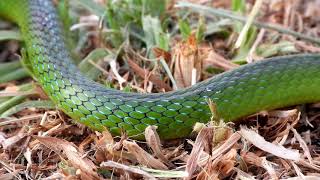 Western Natal Green Snake (Philothamnus occidentalis) breathing (20190220)