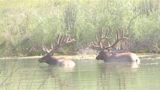 Bear Valley Springs Elk