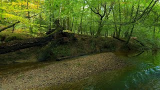 Calming Forest Stream Sound, Peaceful Birds Chirping in the Trees, A Lovely Place to Relax 🌿