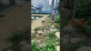 Crocodile farm | Pet Crocodile feeding | Crocodiles farm in china | How to Crocodile give birth 🐊🐊🐊