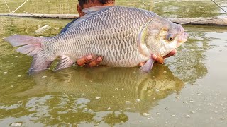 Amazing Tons Of Big Fish Catch | Gill Net Fishing | Lots of Fish Catch by Gill Net | Fishing Video