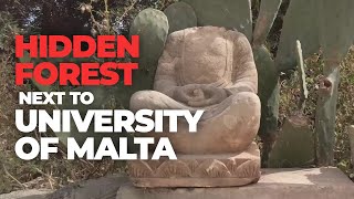 Hidden Forest next to University of Malta 2021 🇲🇹