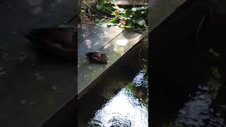 🦆"Tranquil Moments: A Duck's Solitude by the Pond": #Ducks #Pondlife #Relaxation