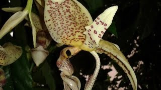 Stanhopea oculata