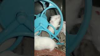 Funny pets and lovely exercise scenes.._#shortvideo (4)