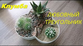 Клумба "Любовный треугольник" - кактусы и суккуленты