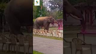 Gulabi sadi / Elephant @ADGMVLOG21 #song #shortvideo #travel #status #shahrukhkahn #shorts