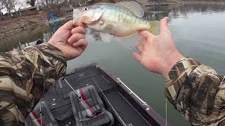 Livescoping Crappie behind sailboats on Grand Lake Oklahoma! CRAPPIE EVERYWHERE!