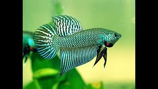 jenis-jenis ikan laga (wild betta)