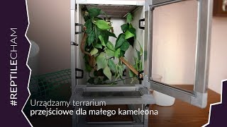 Przejściowe terrarium dla malutkiego kameleona lamparciego