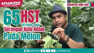 Serangan Kutu Kebul Pada Melon Premium | 65 HST di Greenhouse Amar Farm