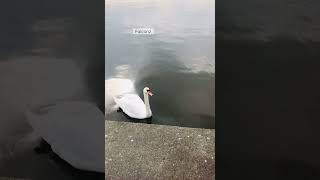 Swan in poland  #swan #love #poland #birds #cute #beautiful