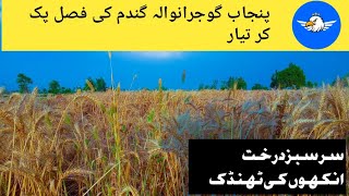 Gandam fasal pakk kr tiyaar|Mr Best 5098 | agricultural | gandam punjab |